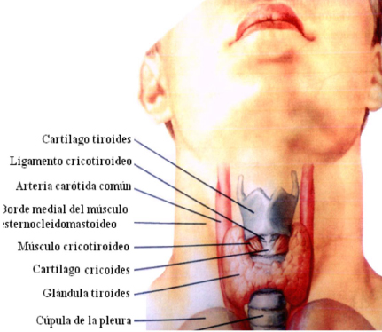 los síntomas de la tiroides